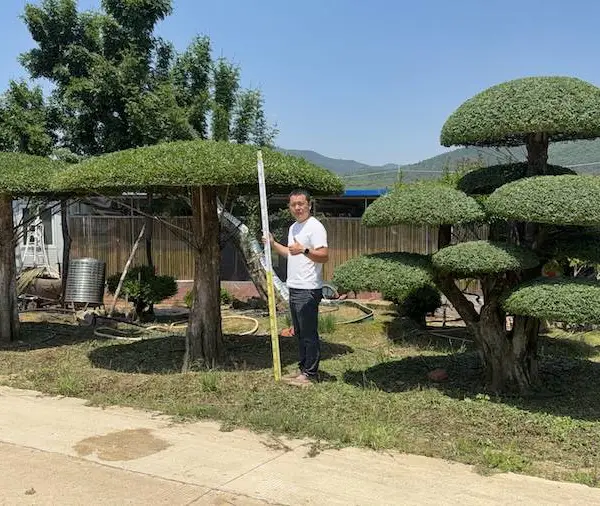 造型对节白蜡产地苗圃报价 北方庭院工程造景树基地货源