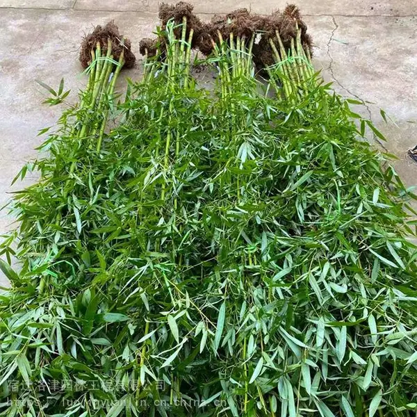 洛津园林出售青竹紫竹金镶玉竹黄金竹规格齐全自产自销