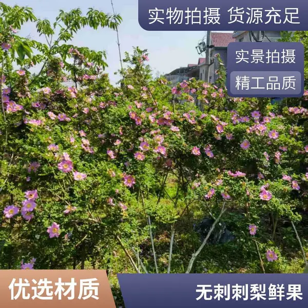 因为稀少 所以珍贵 无刺刺梨的种植前景