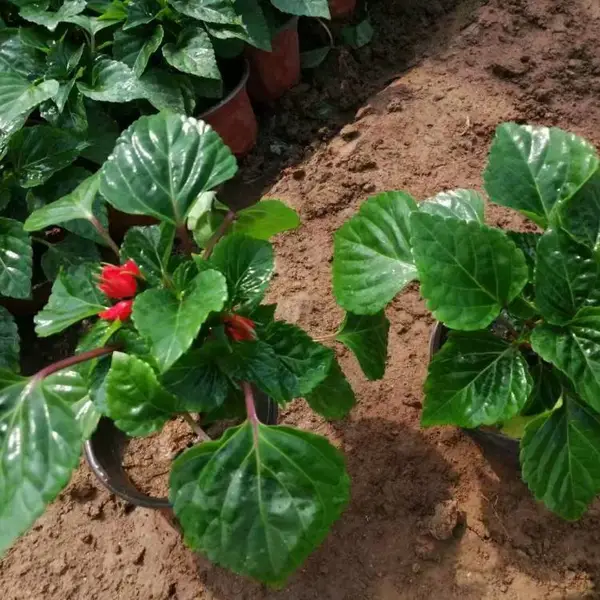 一串红 种植基地 红色时令草花 公园广场景观盆栽 禾林