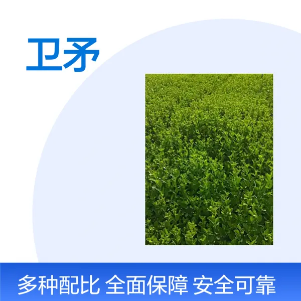 洪坤品牌 瓜子黄杨绿篱小苗 常绿观叶植物 园林绿化优选 卫矛 杯苗