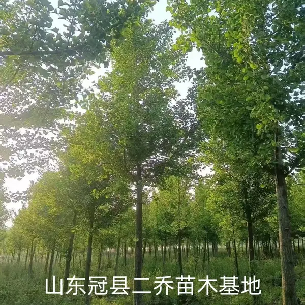 8公分至12公分银杏树聊城冠县原生冠银杏树基地,银杏树产地报价,山东聊城银杏树