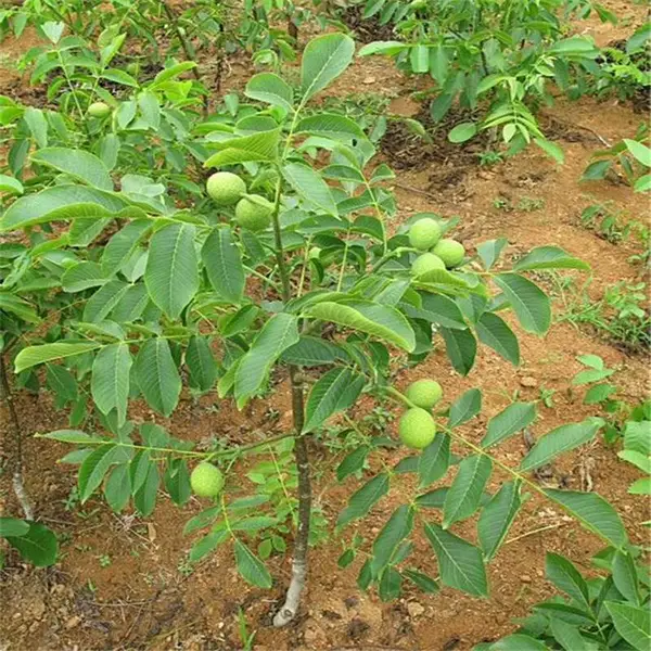 惠农 8518早实核桃苗 辽核1号核桃苗基地
