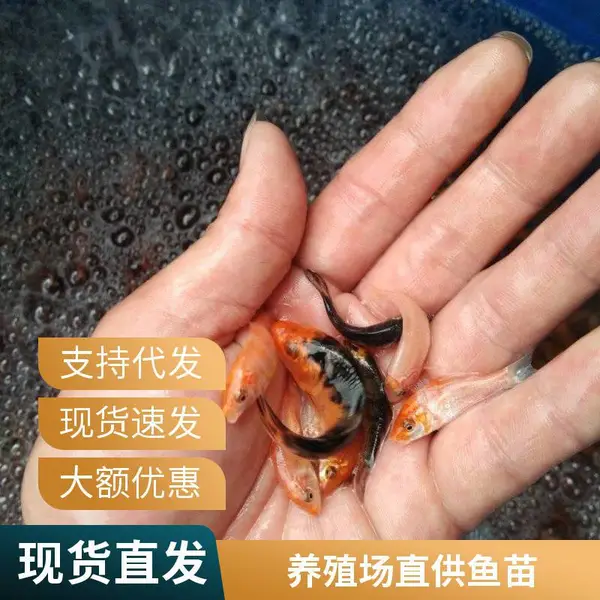 锦鲤鱼苗水花苗批发 认准山西大同朔州观赏鱼苗锦鲤鱼苗养殖场
