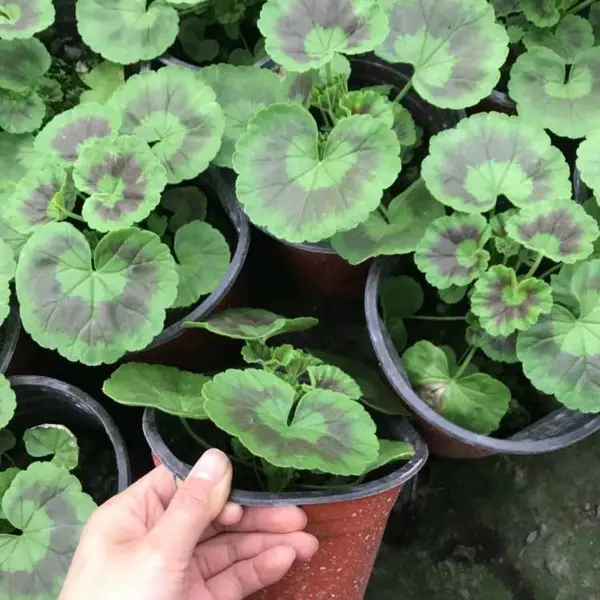 贵州种植杯苗的草花天竺葵工程苗基地哦大小都有工程苗大量