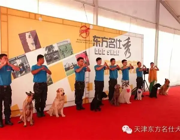 宠物狗训练价格-东方名仕犬类训练-宁河宠物狗训练
