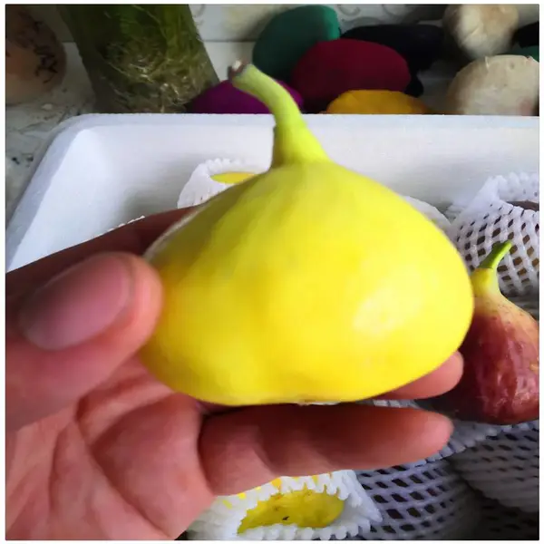 产地直销50公分无花果苗 无花果品种金傲芬 无花果树苗种植技术