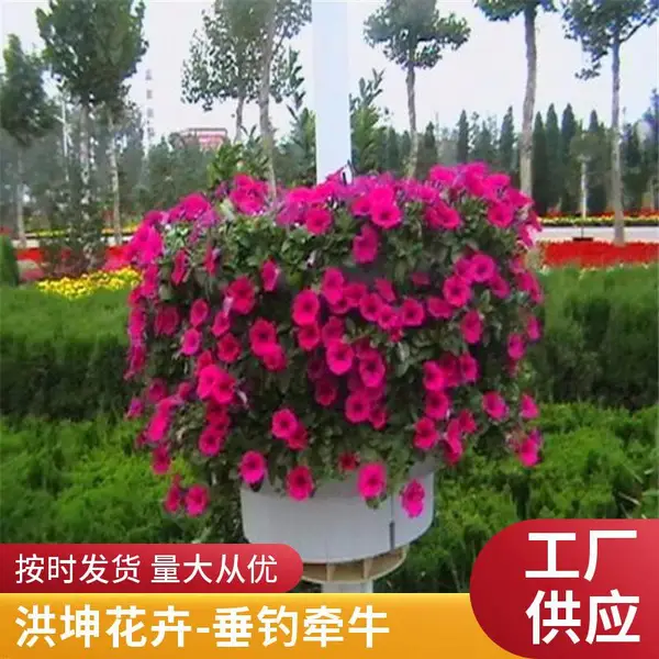 矮牵牛 洪坤苗圃供货 规格全 耐旱多色 颜色鲜艳 常用在景区 花坛花箱