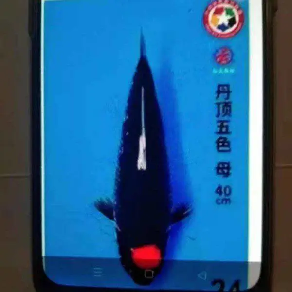 浙江台州 红辉黑龙锦鲤 养殖技术要求低 养殖鱼塘 鱼池 芥子锦鲤采购