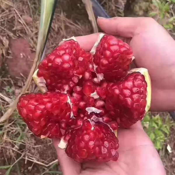 石榴树苗 泰山红石榴树苗 石榴树小苗 软籽石榴树苗
