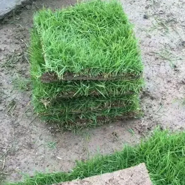 马尼拉草皮 广东汕尾楼盘环境绿化用的真草坪***格 草皮基地