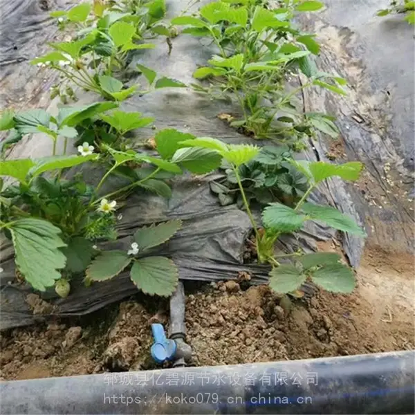 销售农业生产亿碧源 郑州草莓大棚种植使用贴片滴灌带 大流量10间距
