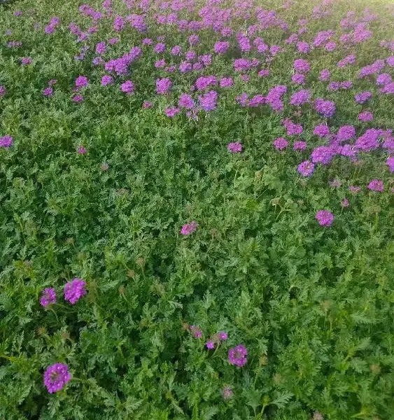 平凉销售欧石竹小苗,欧石竹小苗价格