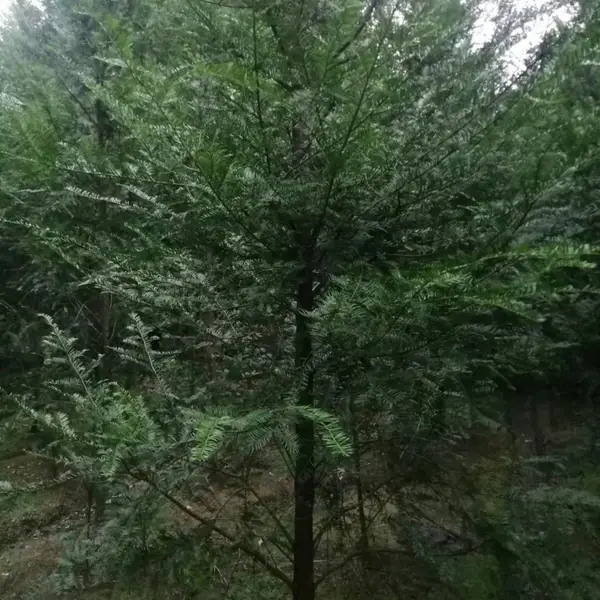 红豆杉工程苗,红豆杉造型,红豆杉塔状造型