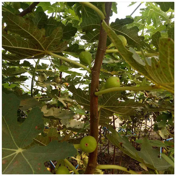 供应金傲芬无花果苗 营养杯无花果苗 多少钱一棵 大青皮无花果树苗