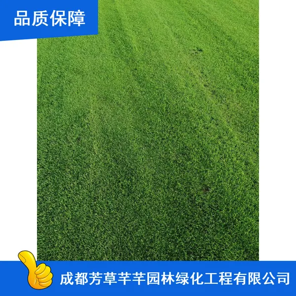 庭院耐寒剪股颖草坪_芳草芊芊剪股颖草坪_冷季型剪股颖草坪批发