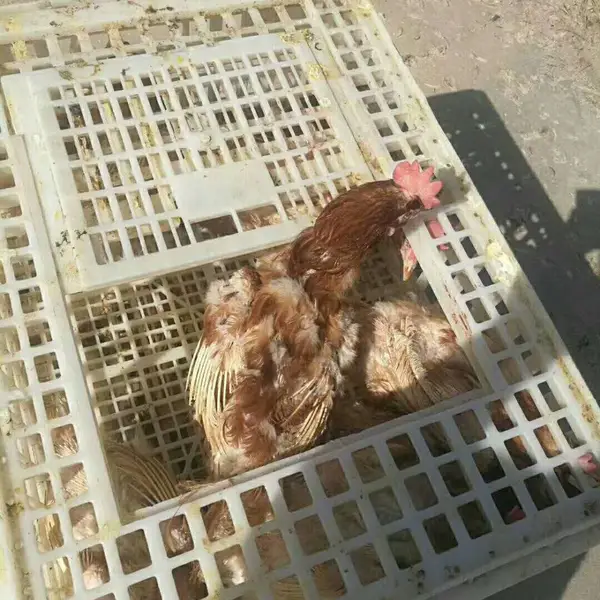 ʳƷ������ װ���� �󿪿ڼ��� װѼ�� ��Ħ������