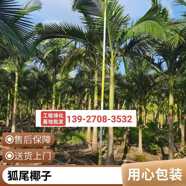 株高3-4米 假槟榔 风景树 规格齐全 基地源头 绿化苗木