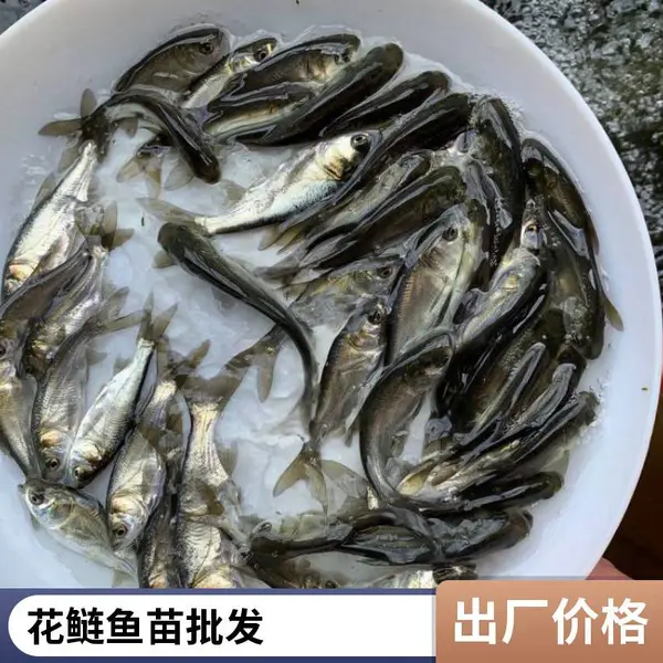 潍坊本地花鲢白鲢鱼苗养殖场 直供 鳙鱼苗白鲢苗 抗病力强