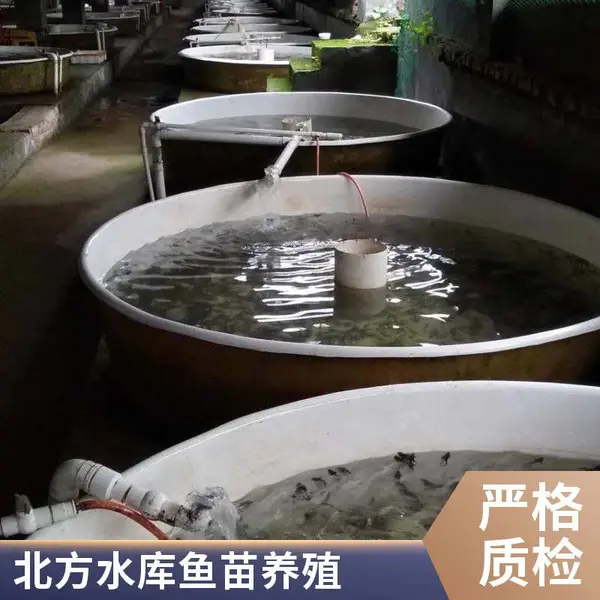 自产自销 山东滨州本地鲈鱼苗鲟鱼鱼苗养殖场 鱼苗质量稳
