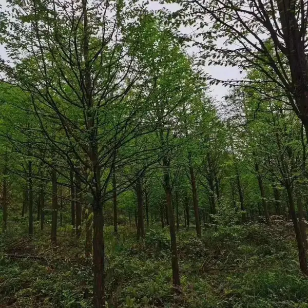 陕西水杉树木出售 8-12公分的水杉基地 四川水杉