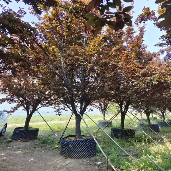 16公分容器苗紫叶李 一帅阳苗木一 单棵 种植培育