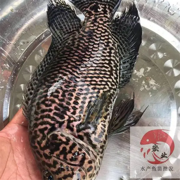 呼和浩特良种黄骨鱼苗 池塘养殖淡水石斑鱼苗