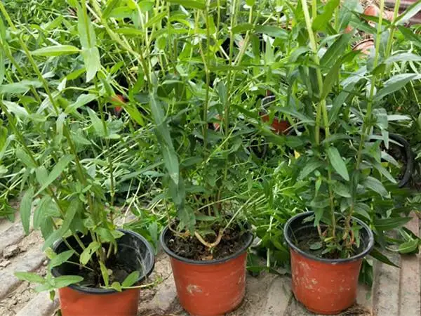 吴忠市千屈菜小苗 盆栽千屈菜种苗种种植施工 地被绿化工程苗