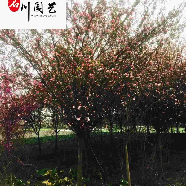 �ɶ���˿���Ĺ�Ӧ-���κù���-��԰ͥԺ�̻���ľ-8���ִ�˿���ļ۸�