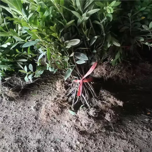 毛杜鹃花苗基地直销花姬绿化工程苗杜鹃花苗四季常青杜鹃苗花坛绿篱植物毛鹃南北方地栽盆栽春鹃小苗