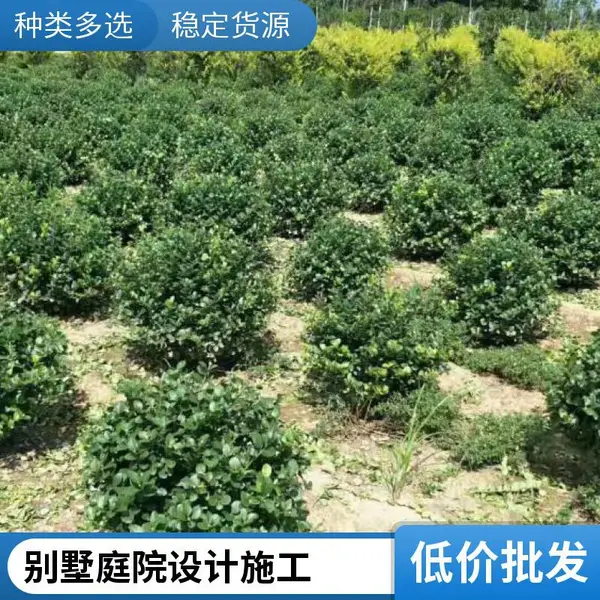 密云园林景观设计屋顶花园绿化草坪基地混播草坪铺装施工