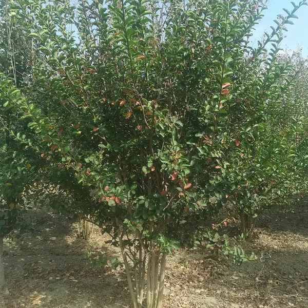 Դ����ľ ��Ӧ������ޱ ��ޱС�� ��ޱ���� СҶ��ޱ �̻���ľ