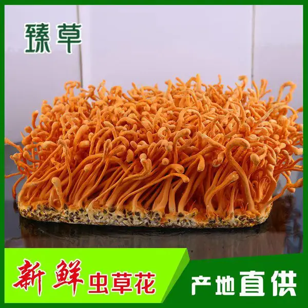 内蒙古北虫草一斤 批发新新鲜北虫草