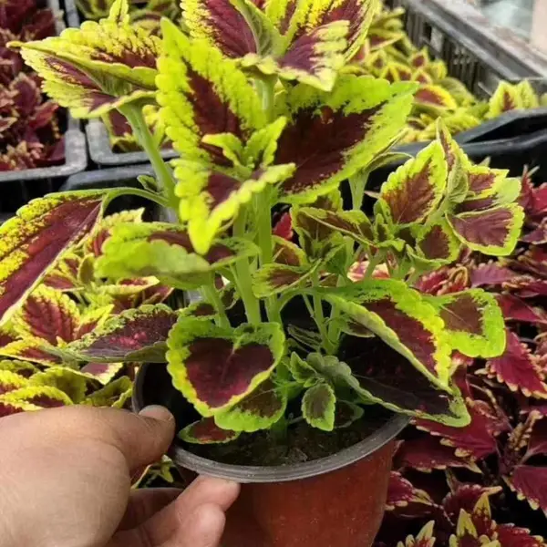 秋季花卉品种 花海设计施工 花卉基地供货 园林绿化品种 地被草花