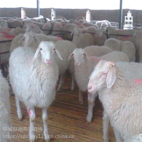 大型肉牛品种 肉羊养殖场 黑山羊 小尾寒羊 10只包邮