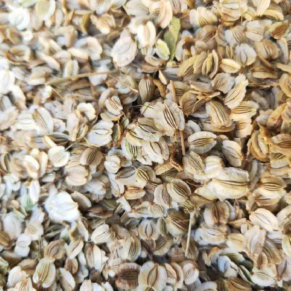 白芷种子大量供应包回收成品
