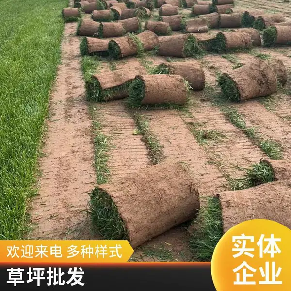 海淀户外草坪铺装混播草坪庭院绿化设计基地