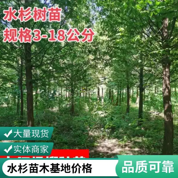 ��Ӧ10-18����ˮɼ�� ��Ķ԰��ˮɼ��ľ �����̻���ֲ��