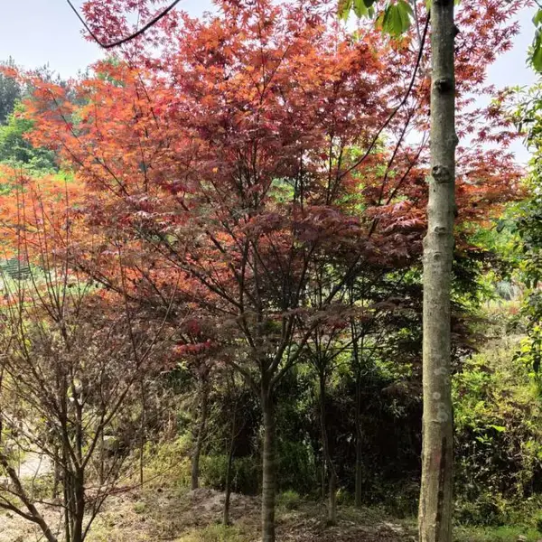 优质日本红枫 秋季日本红枫 日本红枫直销基地