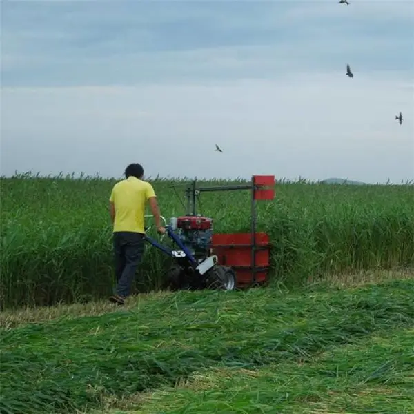 ��ޣ��С���ո�� ���������ɹ��