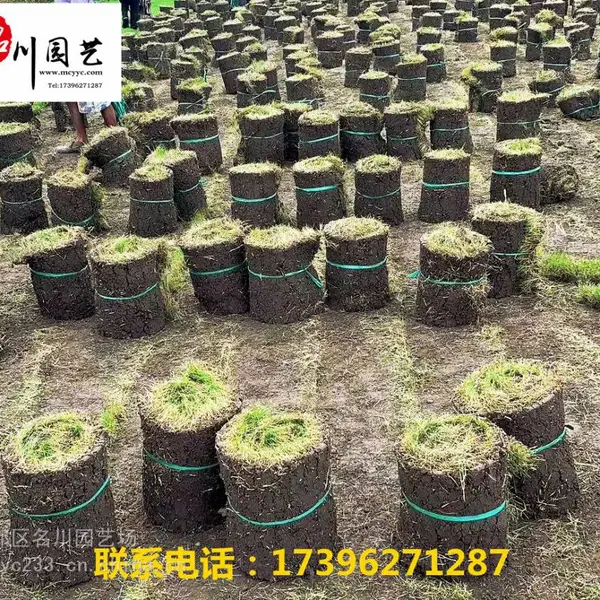 成都台湾二号草坪基地 成都草坪***格 地被苗木绿化有哪些
