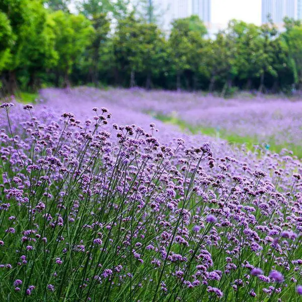 全国花海工程景观 山东柳叶马鞭草 绿化公园园林马鞭草花海设计