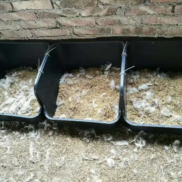 Ѽ���µ��� Ѽ���� ����Ѽ�����µ��� ���ϵ���