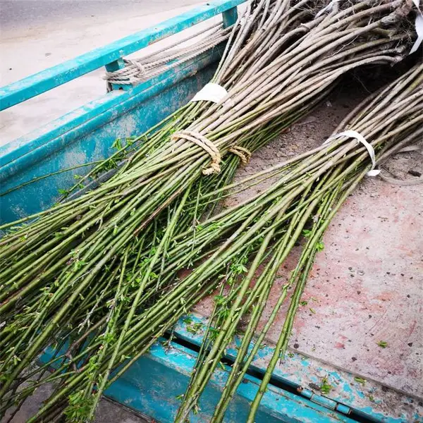青梅种植基地自产浙江大青梅与酸梅苗,保品种提供青梅种植技术现挖发苗