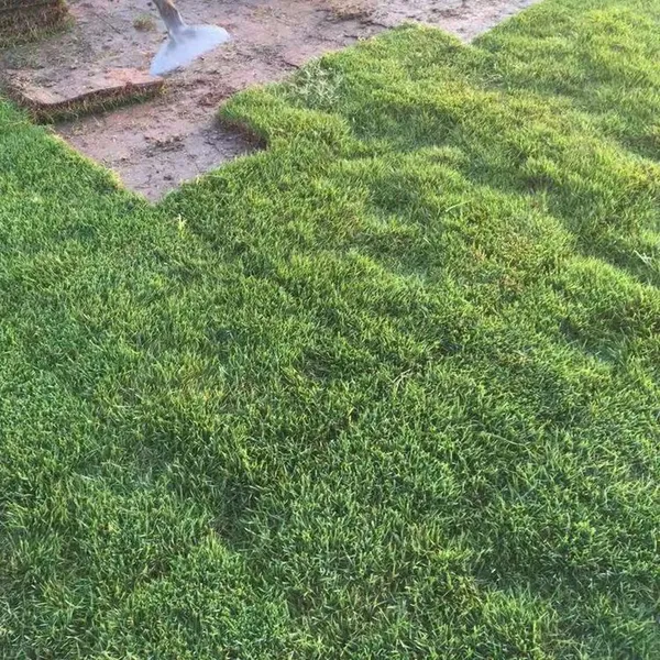 马尼拉草皮 湖北襄樊足球场草皮***格 专车发货