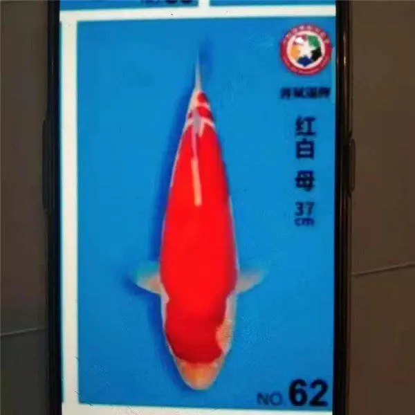 长兴水产 红辉黑龙锦鲤 自行繁育 形成种群生产力 芥子锦鲤采购