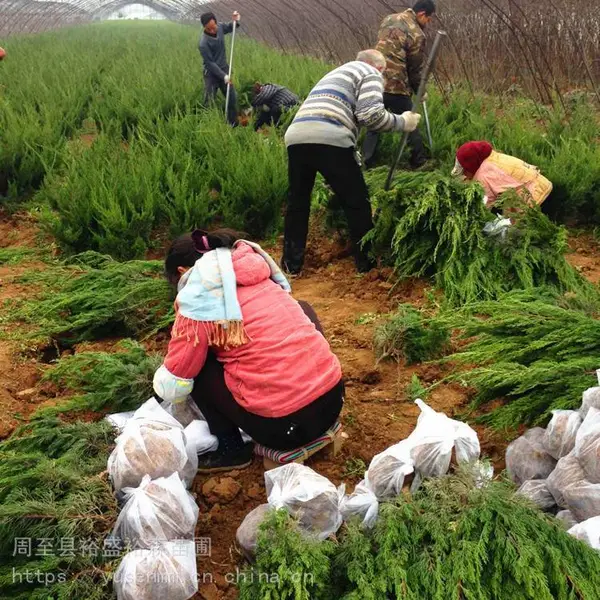 常绿耐修剪绿篱 陕西周至国槐 种绿化苗木