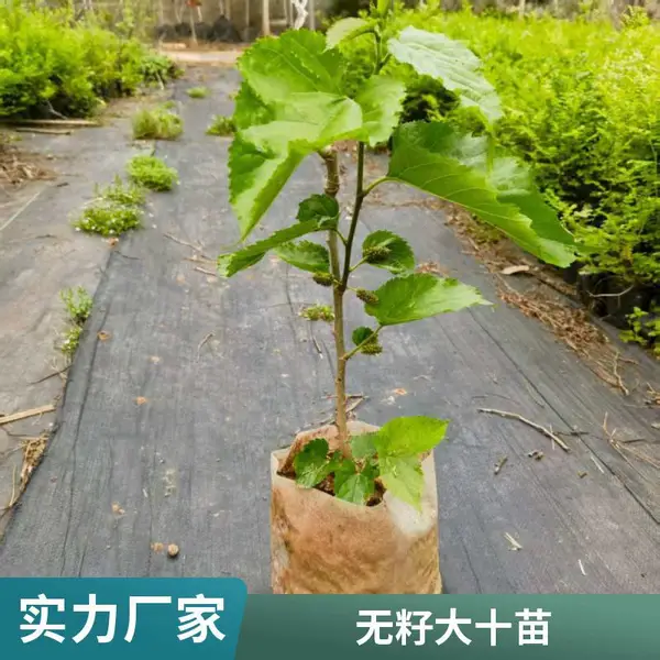 桑果袋苗 果桑苗桑葚树苗包对版嫁接苗当年结果