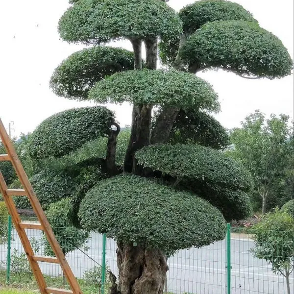丛生对接白蜡,多头对节白蜡,多杆对接白蜡,3米高对接白蜡,2米高对接白蜡,4米对节白蜡树,5米高