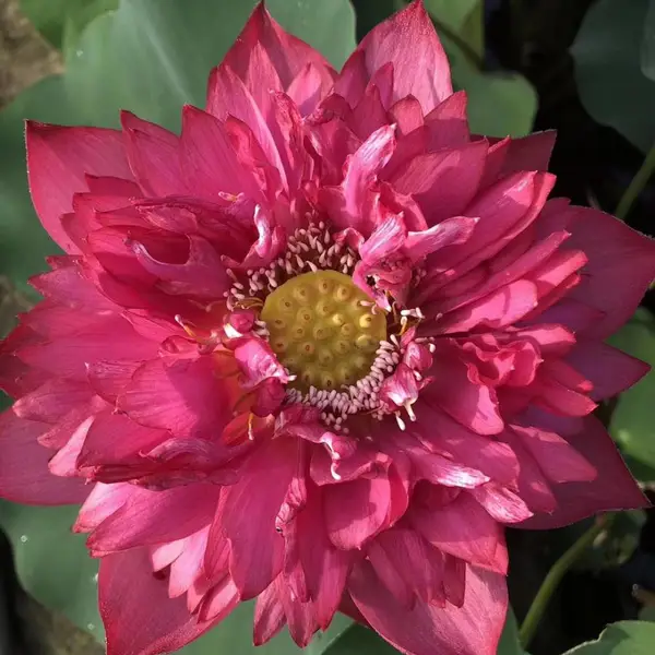 乌鲁木齐精品荷花苗种植施工 莲花苗 花色美丽 规格齐全